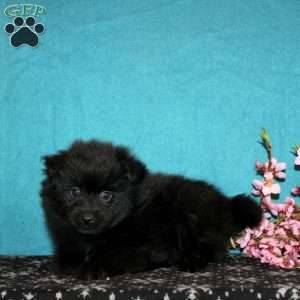 Diddo, Pomeranian Puppy